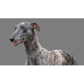 3D model Greyhound (2) (Fur)